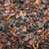 Trumpeter (Black Cherry) - Image 2